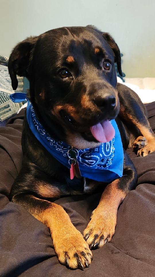 Zelda Marie, an adoptable Rottweiler in Lincoln, NE, 68506 | Photo Image 3