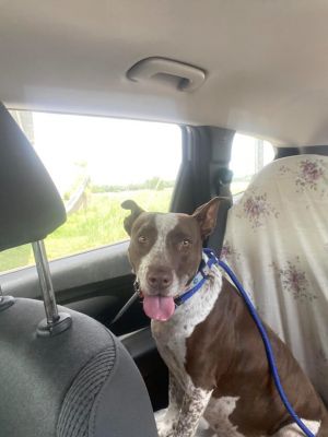 Mocha