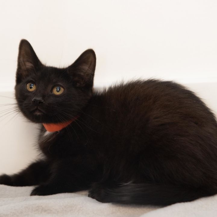 Gibbon, an adoptable Domestic Short Hair Mix in Minneapolis, MN_image-2