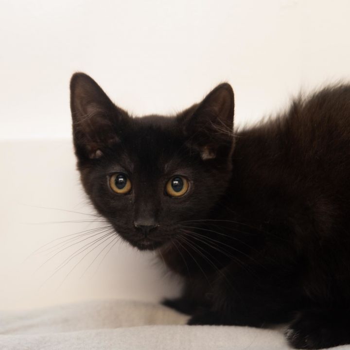 Gibbon, an adoptable Domestic Short Hair Mix in Minneapolis, MN_image-4
