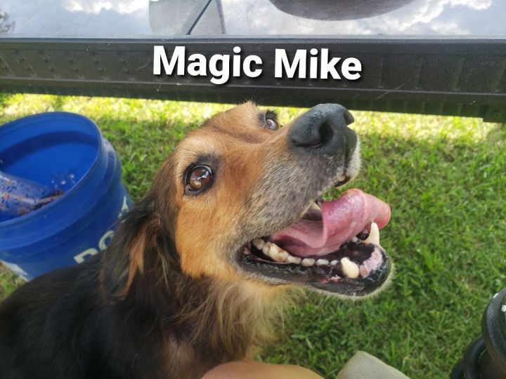 Magic Mike , an adoptable Border Collie in Centerville, GA_image-2