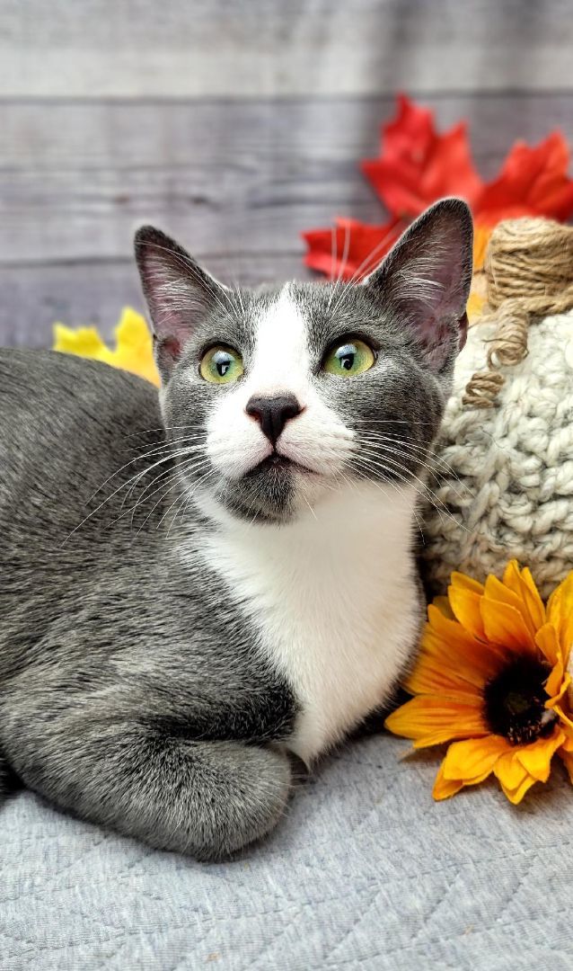 Mindy, an adoptable Domestic Short Hair in Ocean Springs, MS_image-2