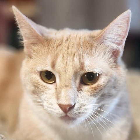 Cat for adoption - Gynger, a Domestic Short Hair in Brighton, MO