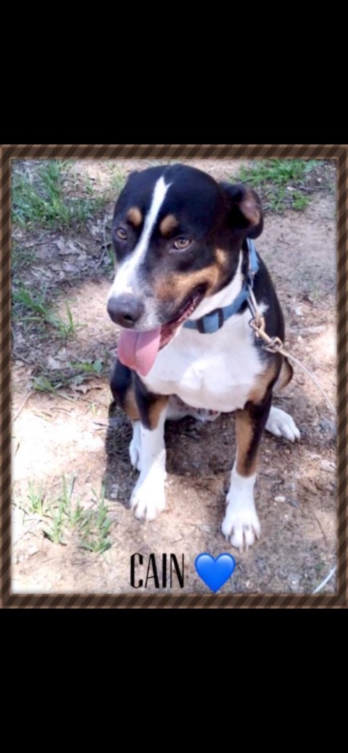 Black mouth store cur rottweiler mix