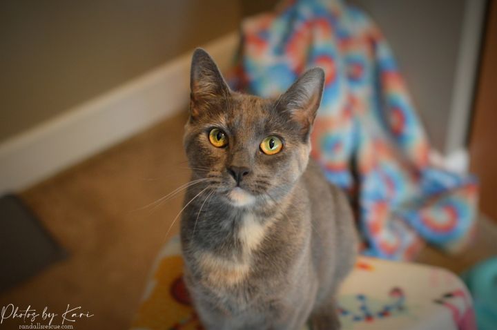 Mollie Orchard, an adoptable Domestic Short Hair in Mount Laurel, NJ_image-1