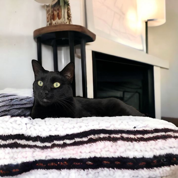 Duke Country Club FIV+ 1