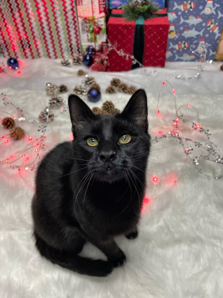Duke Country Club FIV+ 5