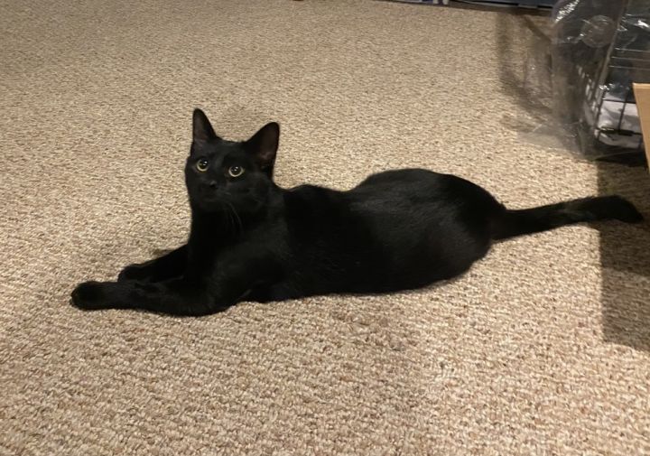 Duke Country Club FIV+ 6