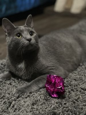 Zuul Silver