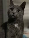 Zuul Silver photo 2