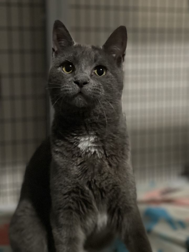 Zuul Silver 3