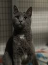 Zuul Silver photo 3