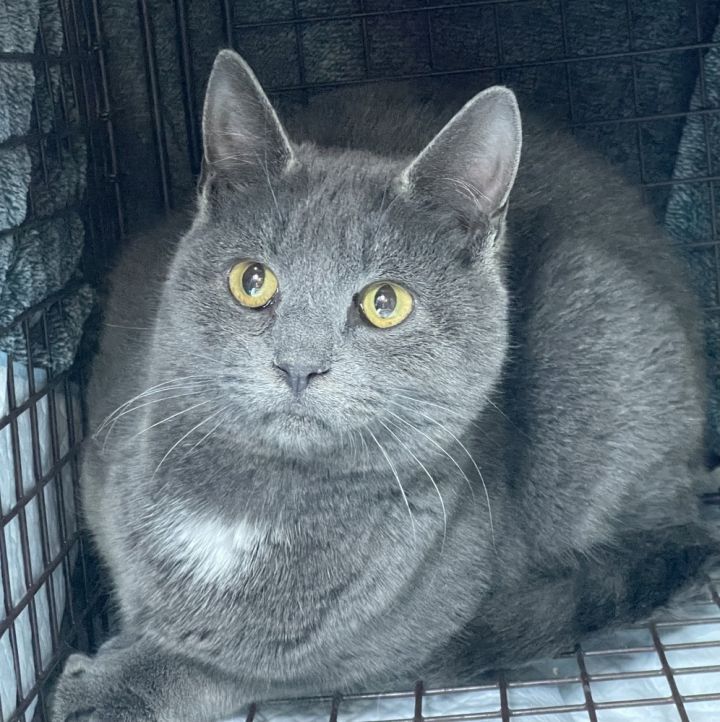 Zuul Silver 4