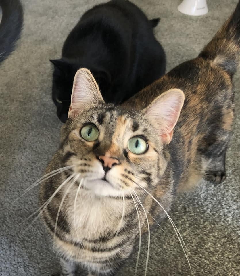 Duchess Country Club FIV+