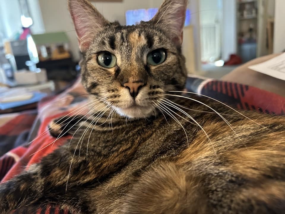 Duchess Country Club FIV+