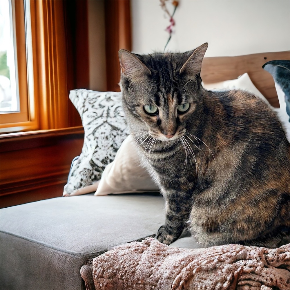 Duchess Country Club FIV+