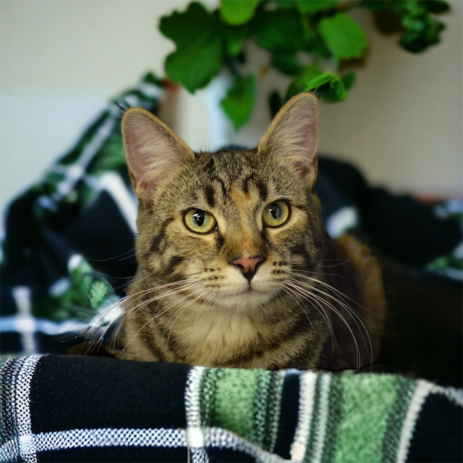 Duchess Country Club FIV+