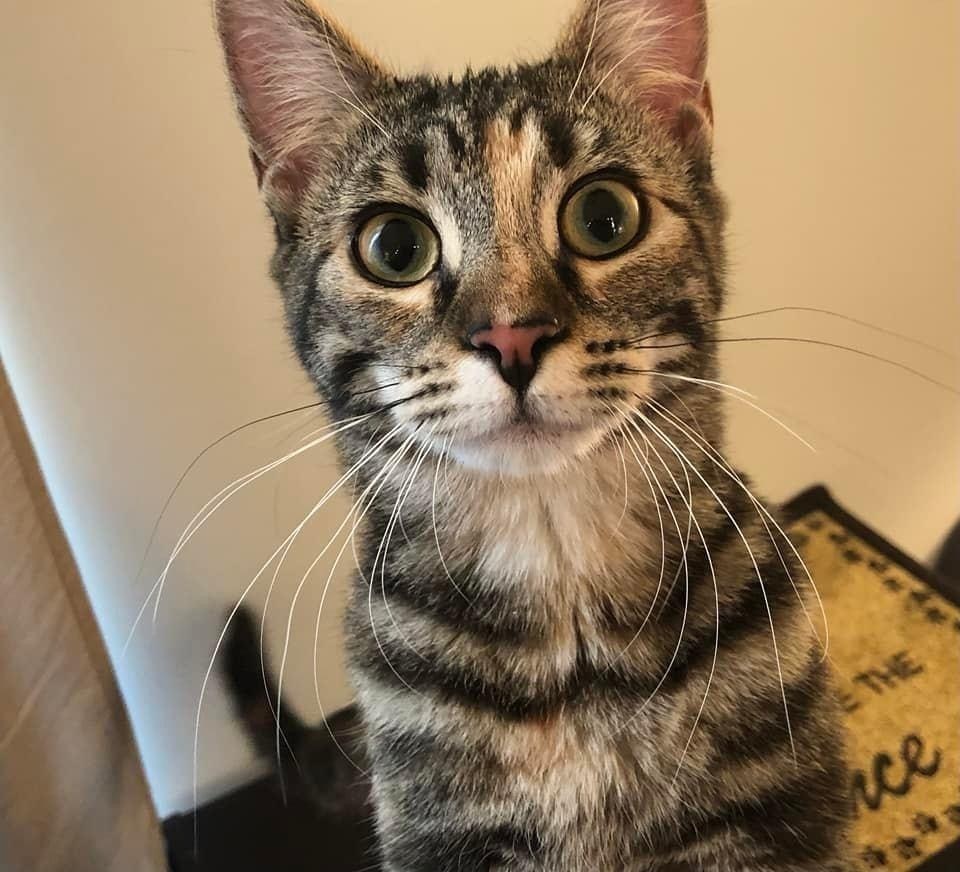 Duchess Country Club FIV+