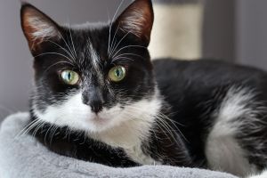 Sitka Willow, Young Female Domestic Short Hair