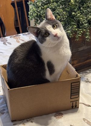Scooch 7-11, Young Male Domestic Short Hair