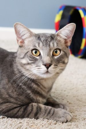 Storm Troopers Stratus, Young Male Domestic Short Hair