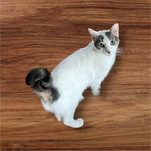Willem TCC, Young Male Domestic Short Hair