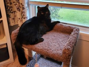 Mateo Snow Angel, Young Male Domestic Long Hair
