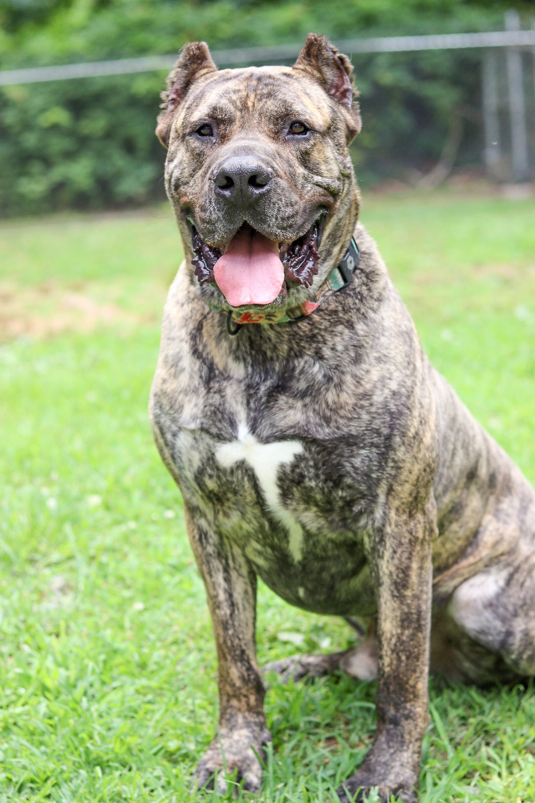 Beefcake (adoption fee half off), an adoptable Presa Canario in Sanford, NC, 27330 | Photo Image 1