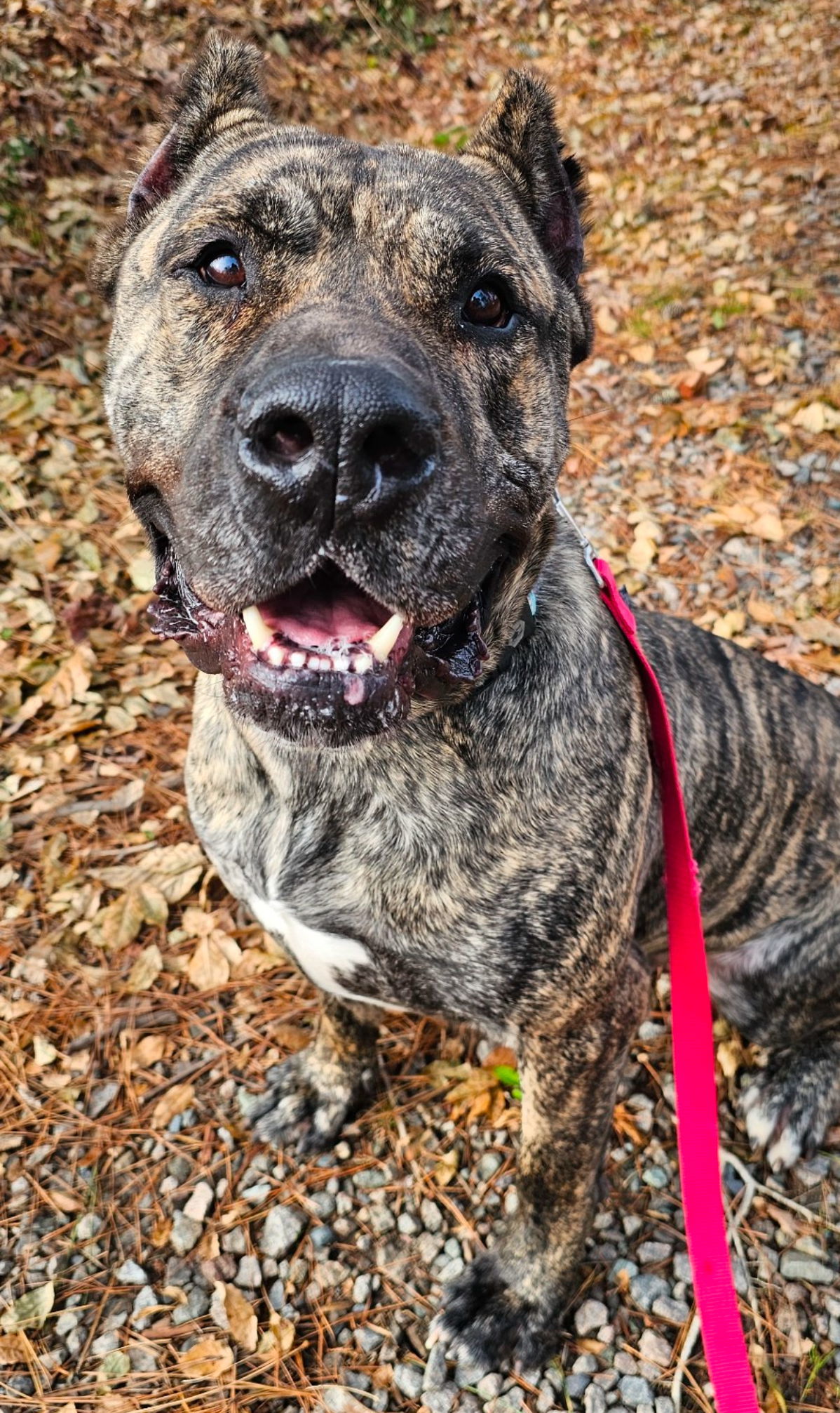 Beefcake, an adoptable Presa Canario in Sanford, NC, 27330 | Photo Image 2
