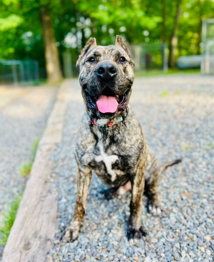 Beefcake (adoption fee half off) 2
