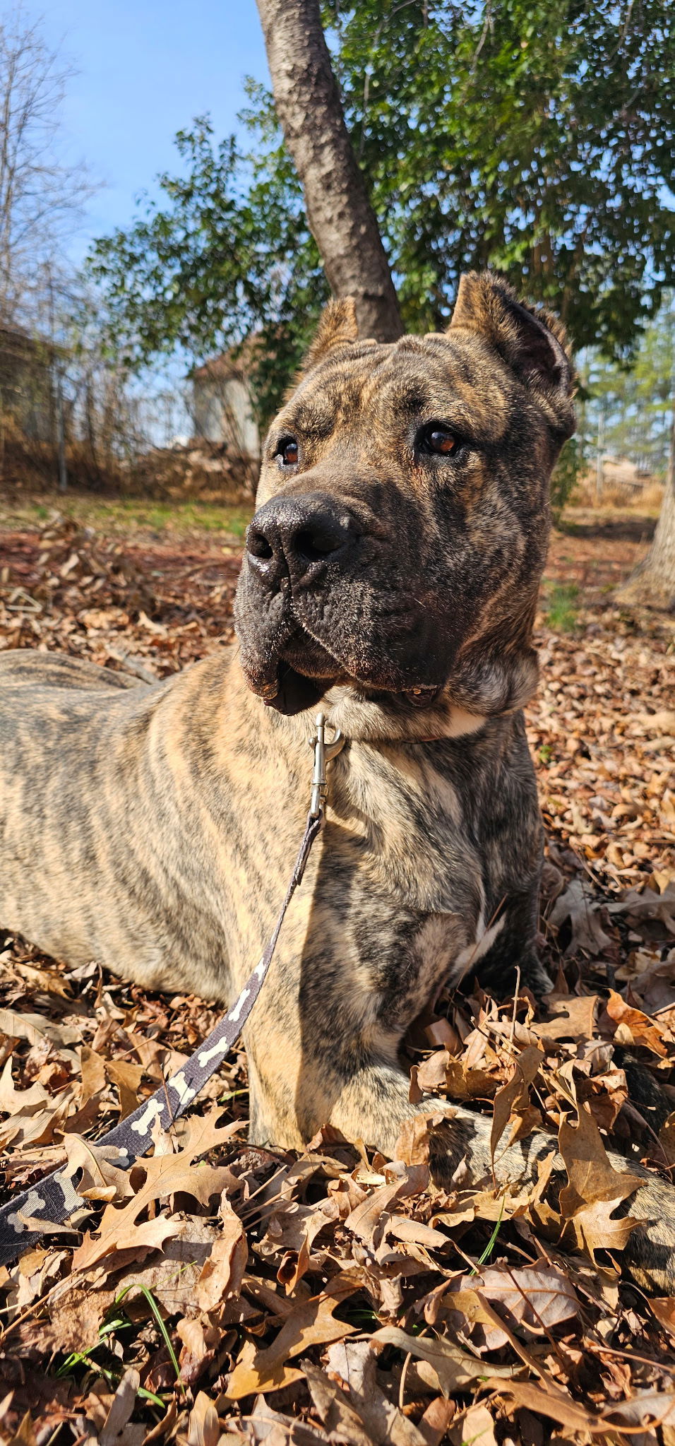 Beefcake (adoption fee half off), an adoptable Presa Canario in Sanford, NC, 27330 | Photo Image 2