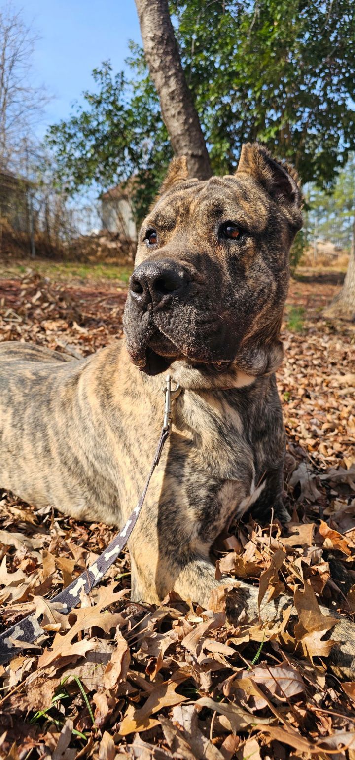 Beefcake (adoption fee half off) 3