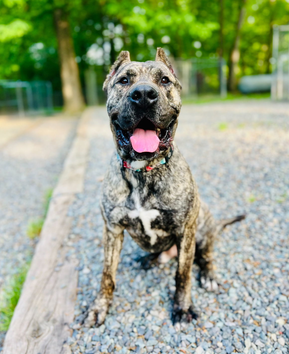 Beefcake (adoption fee half off), an adoptable Presa Canario in Sanford, NC, 27330 | Photo Image 3