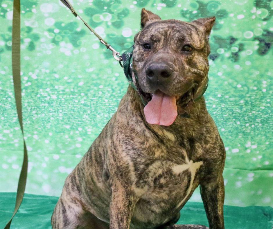 Beefcake (adoption fee half off), an adoptable Presa Canario in Sanford, NC, 27330 | Photo Image 3