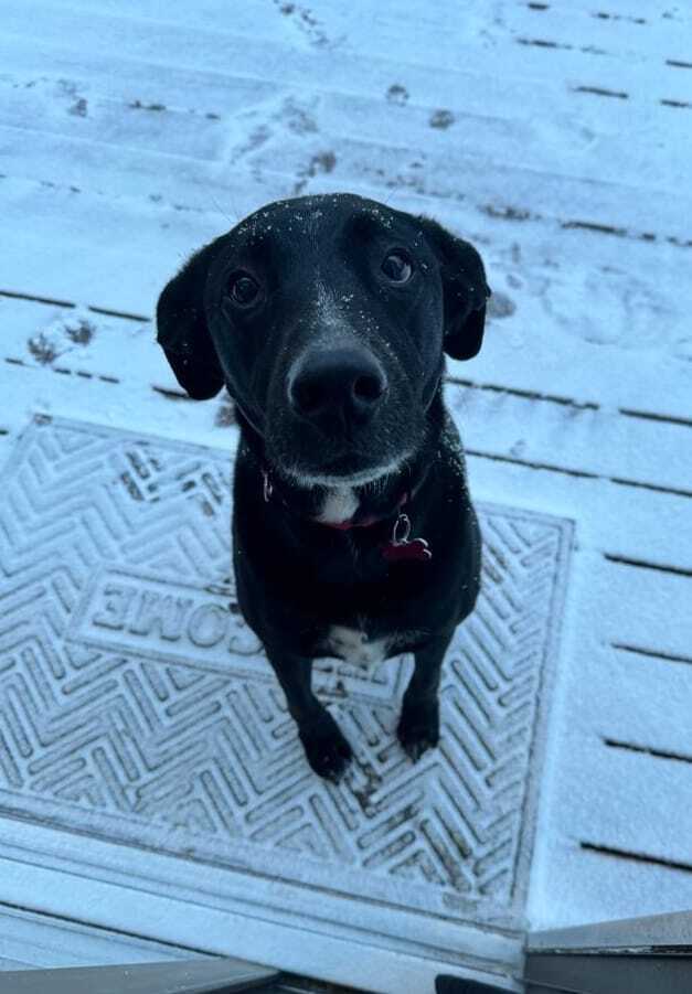 Loretta Plum, an adoptable Labrador Retriever Mix in Boston, MA_image-2