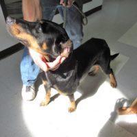Marsha, an adoptable Rottweiler Mix in Jackson, LA_image-2