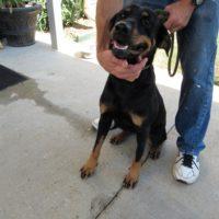 Marsha, an adoptable Rottweiler Mix in Jackson, LA_image-3