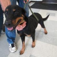 Marsha, an adoptable Rottweiler Mix in Jackson, LA_image-4