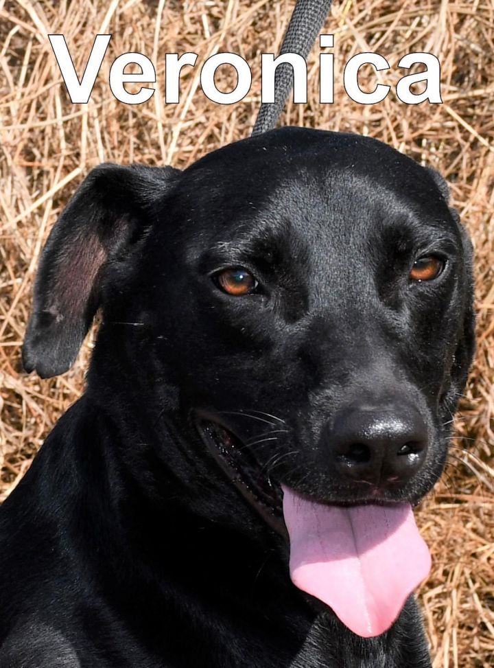 Veronica, an adoptable Labrador Retriever & Shepherd Mix in Jackson, LA_image-1