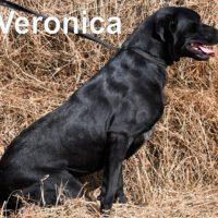 Veronica 2