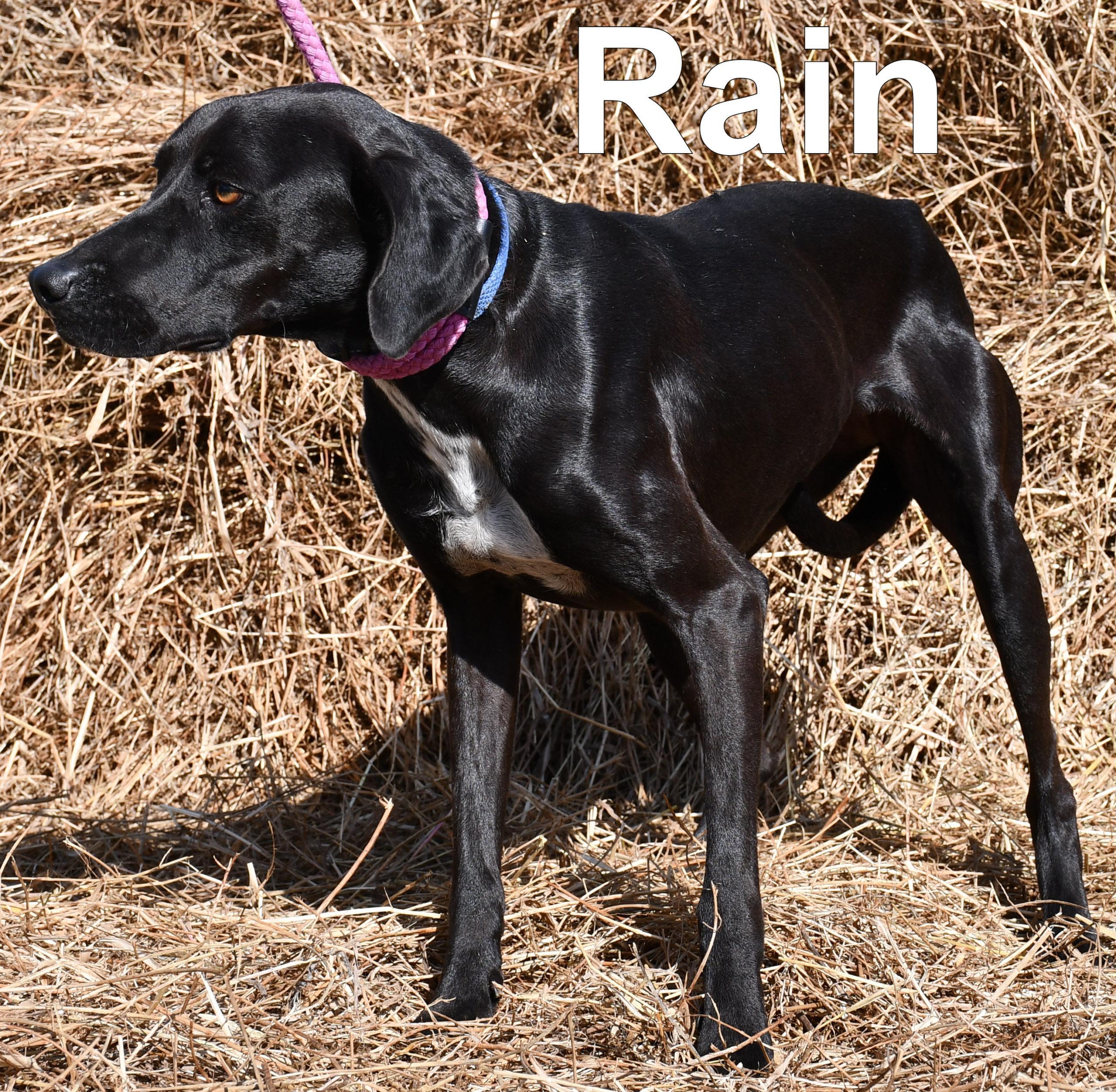 Rain, an adoptable Whippet, Black Labrador Retriever in Jackson, LA, 70748 | Photo Image 1