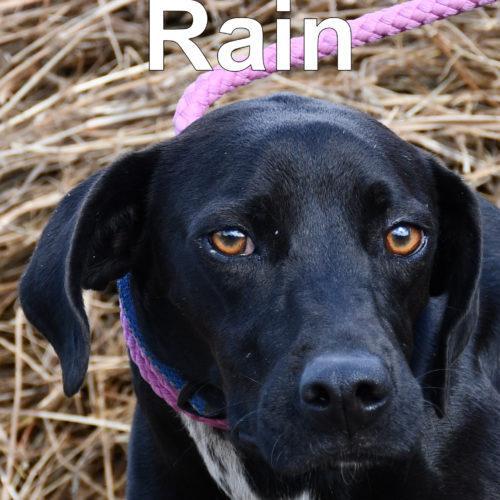 Rain, an adoptable Whippet, Black Labrador Retriever in Jackson, LA, 70748 | Photo Image 2