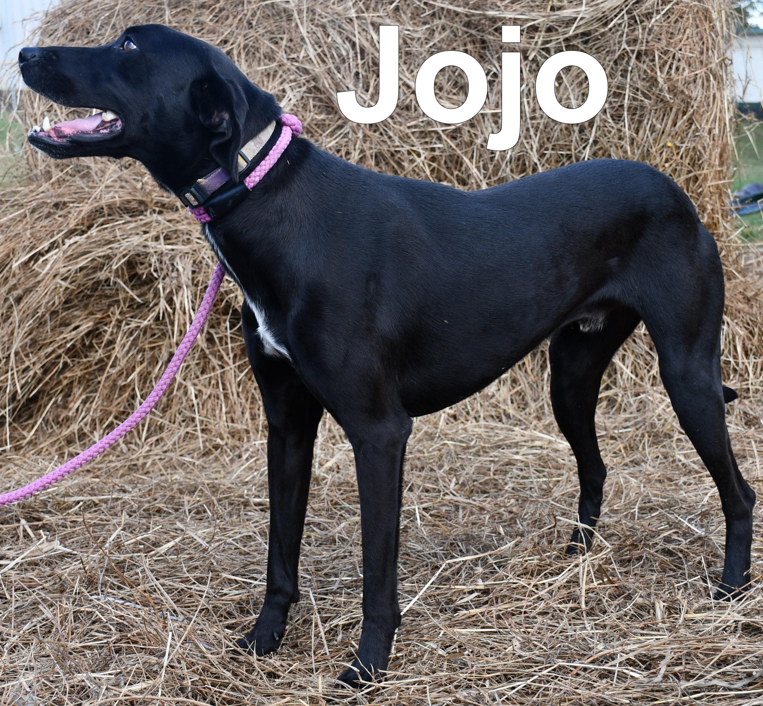 JoJo, an adoptable Whippet, Mixed Breed in Jackson, LA, 70748 | Photo Image 1