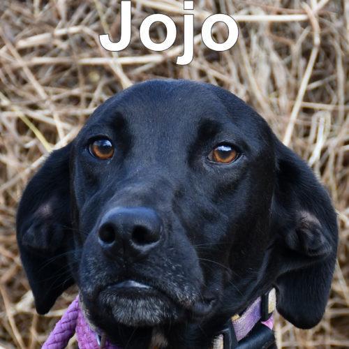 JoJo 2