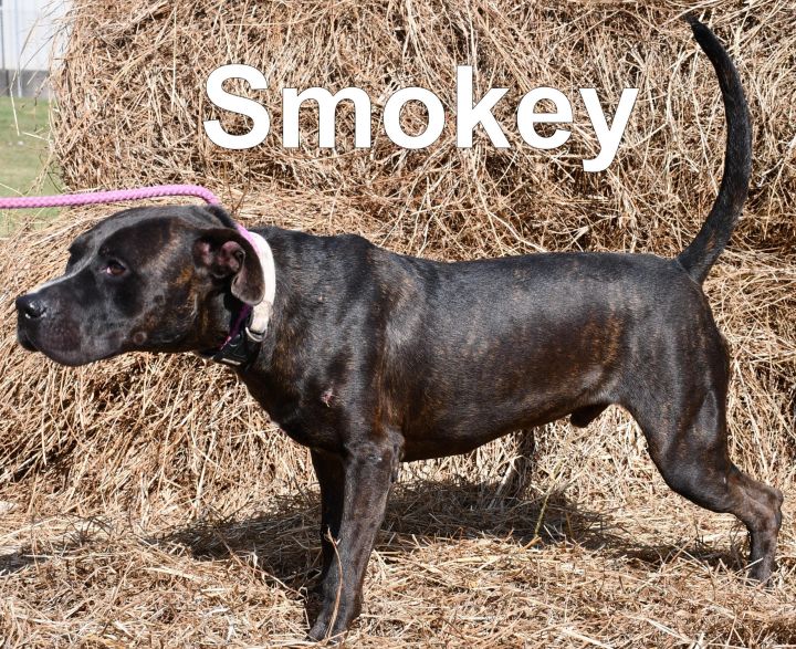 Smokey, an adoptable Pit Bull Terrier Mix in Jackson, LA_image-1