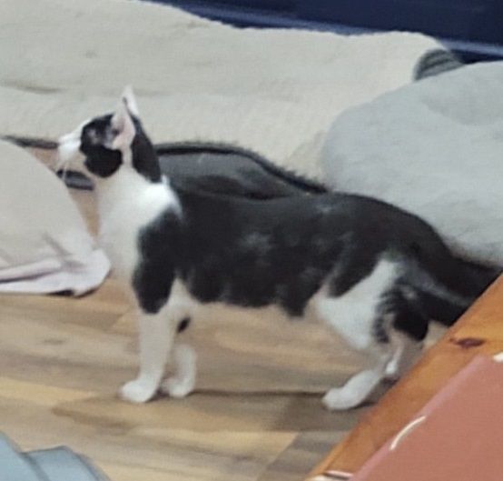 PK #lap-kitten 3