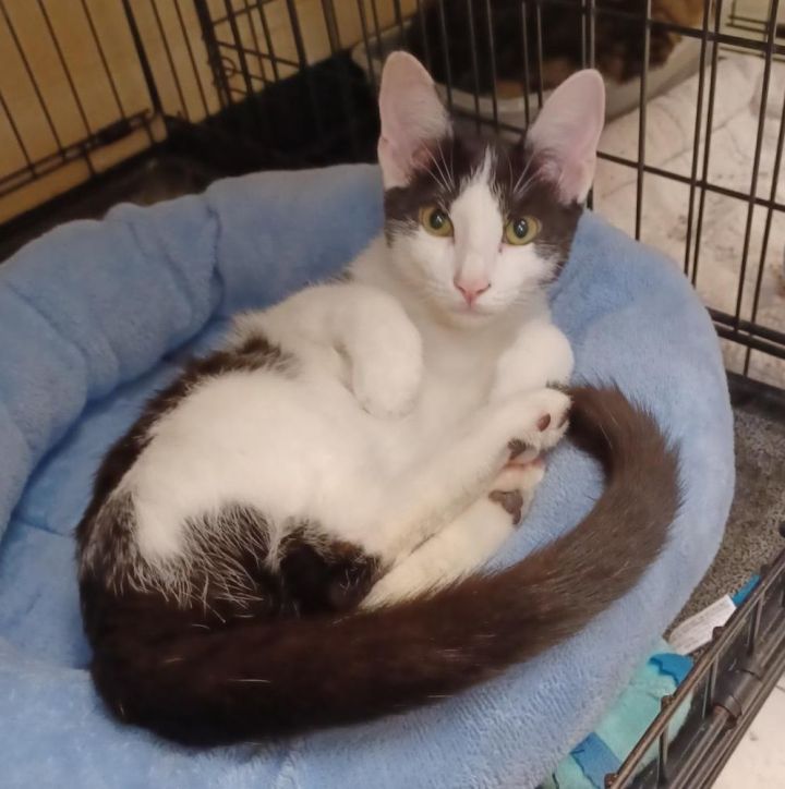 PK #lap-kitten 5