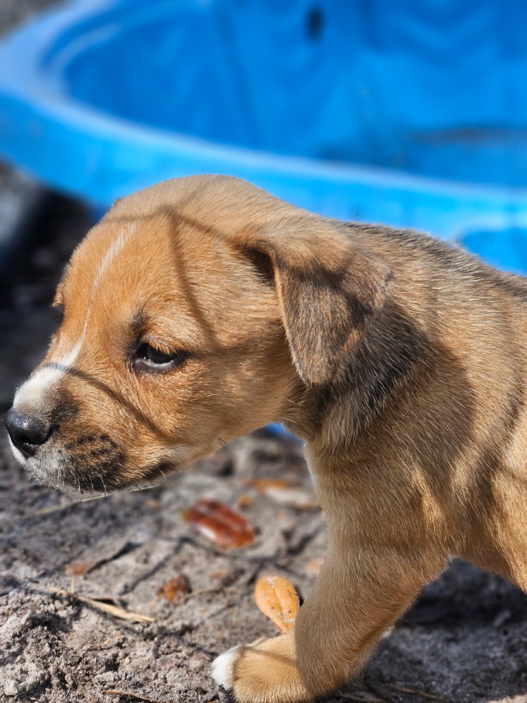 Keyes, an adoptable Australian Shepherd in Waynesville, GA, 31566 | Photo Image 3