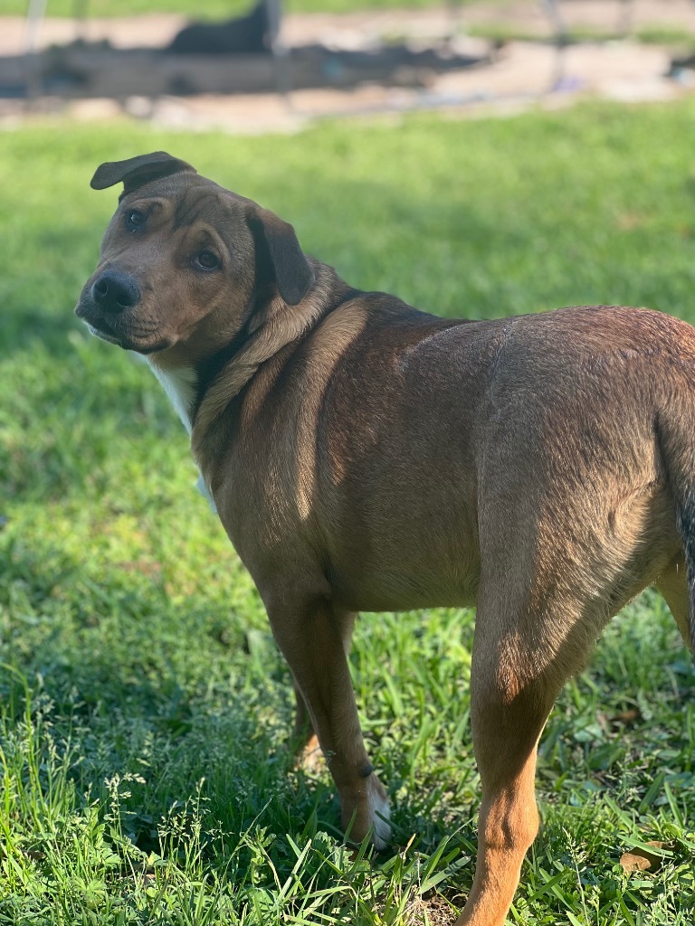 Halo, an adoptable Australian Shepherd in Waynesville, GA, 31566 | Photo Image 3