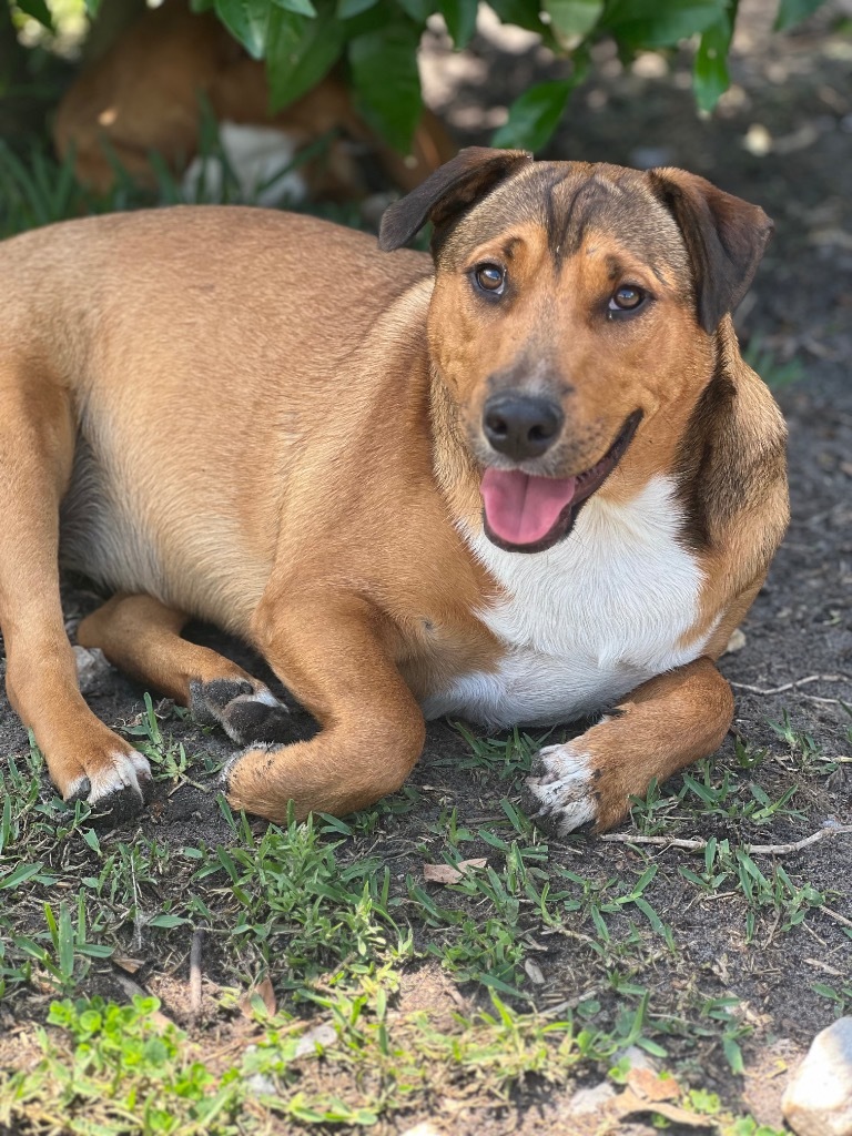 Halo, an adoptable Australian Shepherd in Waynesville, GA, 31566 | Photo Image 4